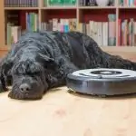 Black dog lying next to the robot vacuum cleaner