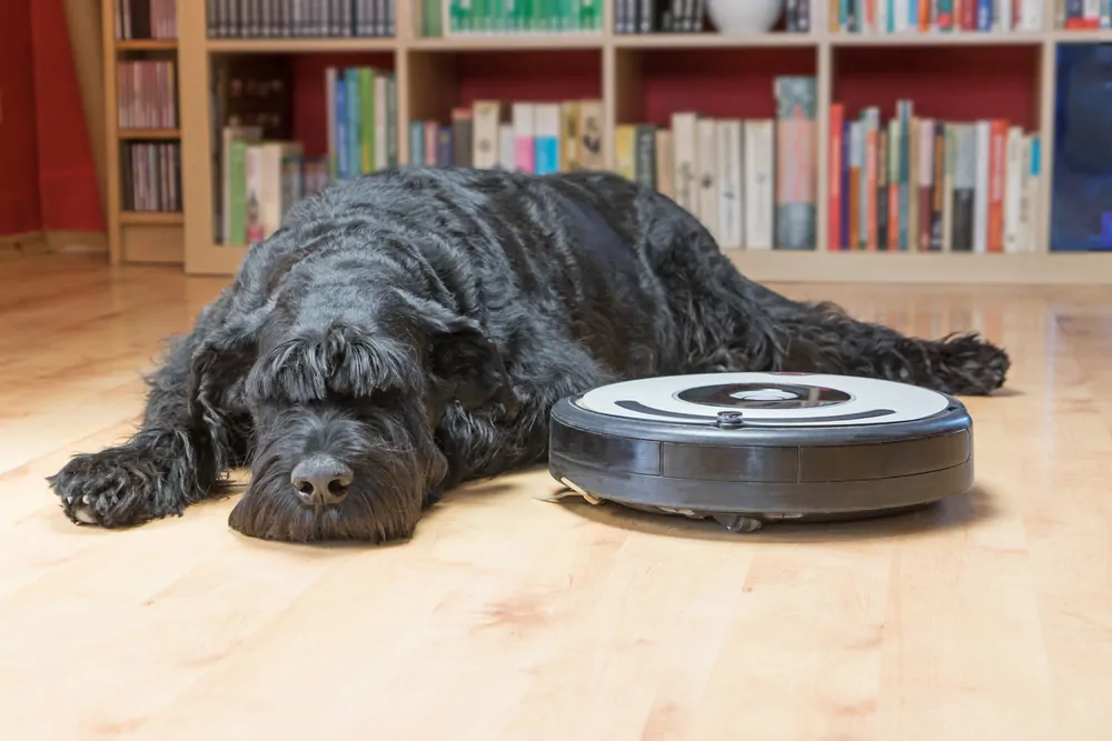 Black dog lying next to the robot vacuum cleaner