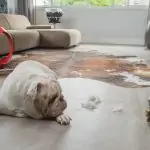 Sweeping pet hair with a broom