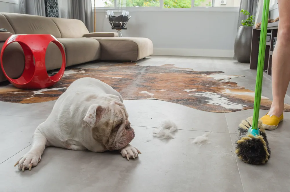 Sweeping pet hair with a broom