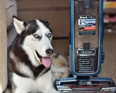 Husky sitting beside a shark vacuum