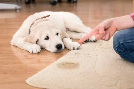Best Carpet Cleaners For Pet Urine
