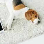 Dog with fleas on the carpet