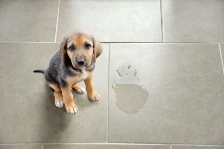 Cute puppy next to stain on the floor