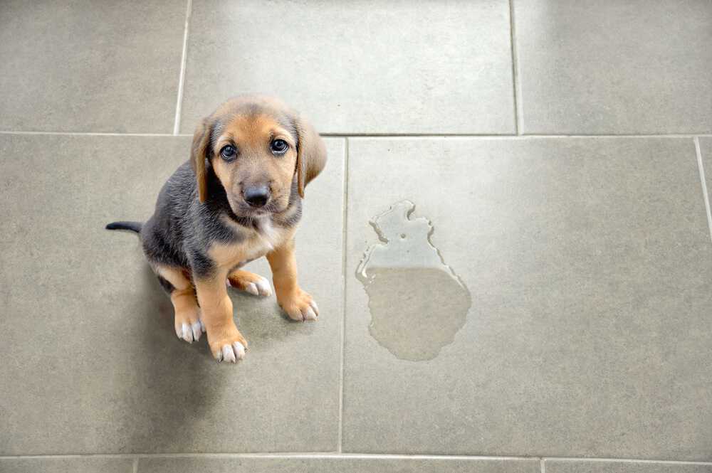 How To Clean Pet Stains On Floors Top 5 Methods Oh So Spotless