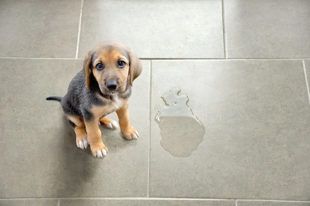 Cute puppy next to stain on the floor