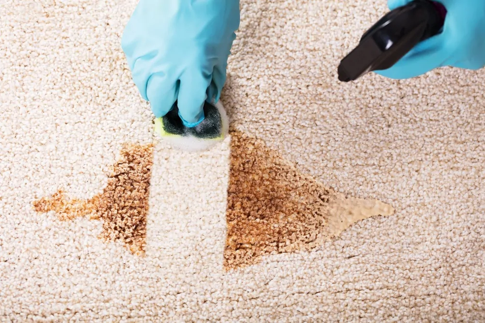Cleaning vomit from carpet