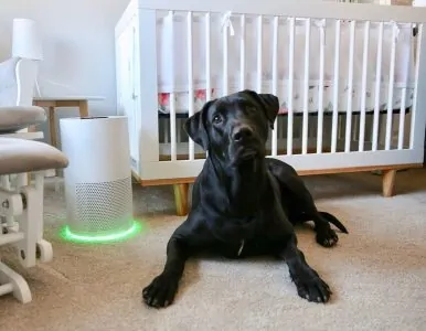 Dog in nursery with an air purifier