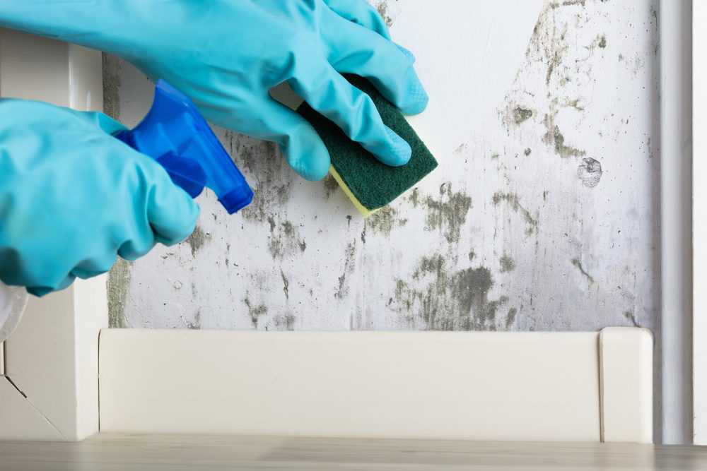 cleaning mold with mold remover solution