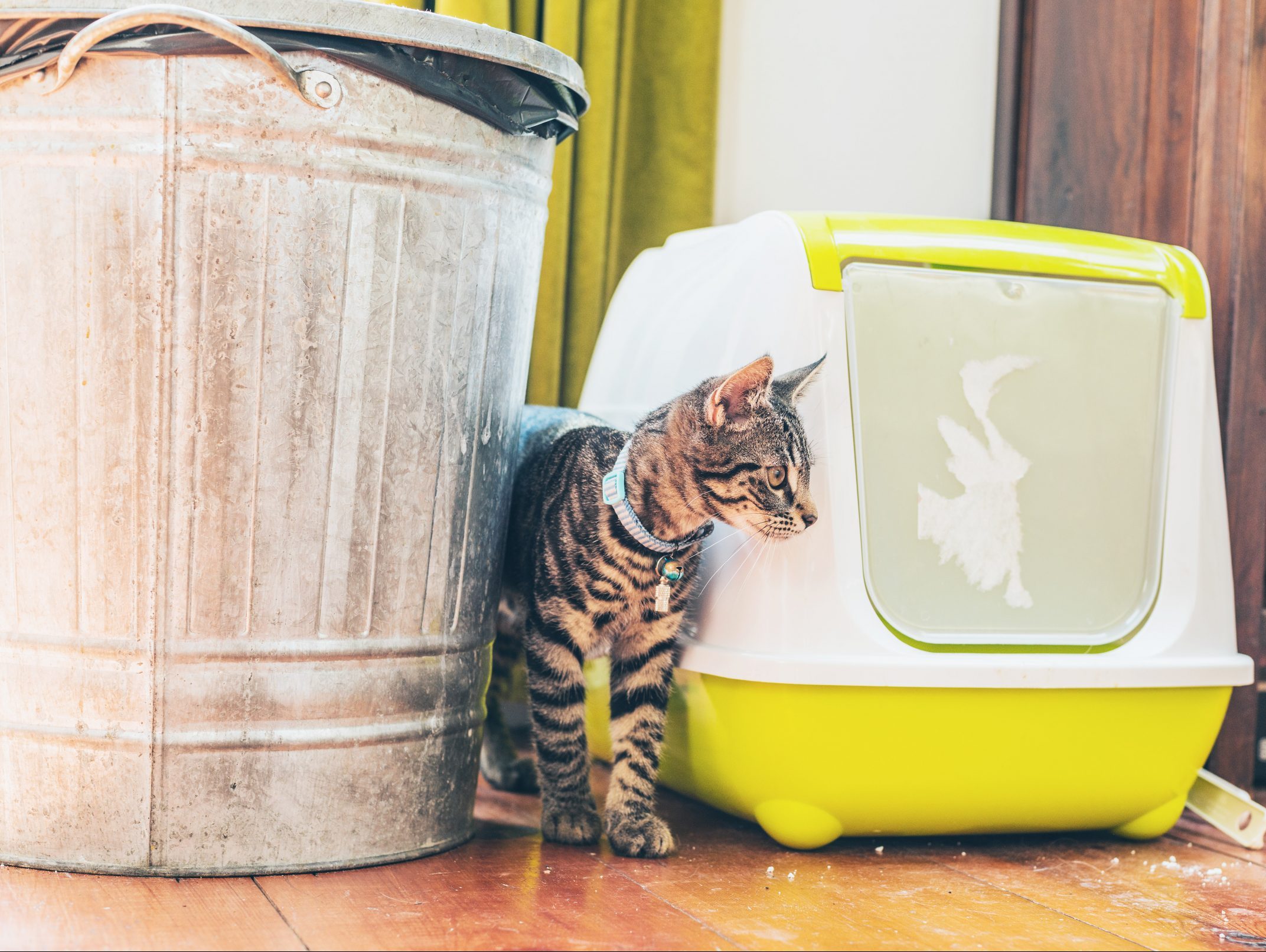 Cat litter and trash can