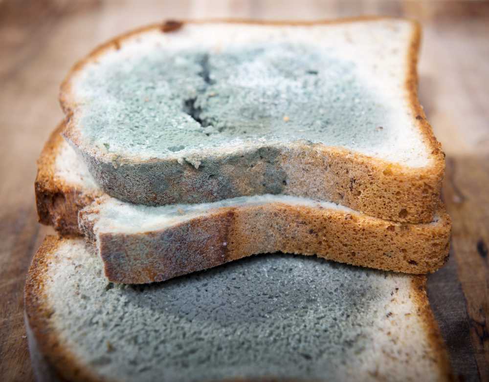 Green mold on bread