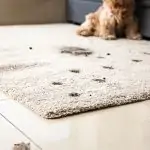 Dirty dog leaves stains on carpet