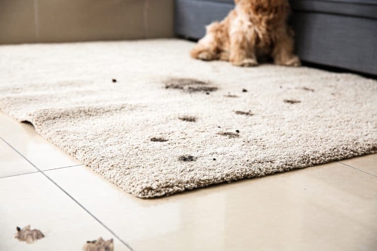 Dirty dog leaves stains on carpet
