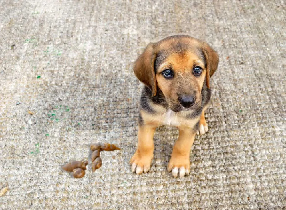 Dog pooping on carpet