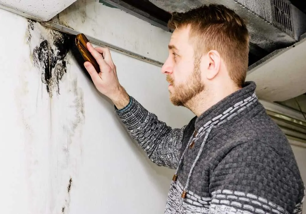 Man cleaning mold from the basement