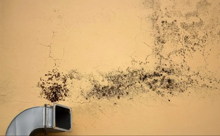 Mold in air