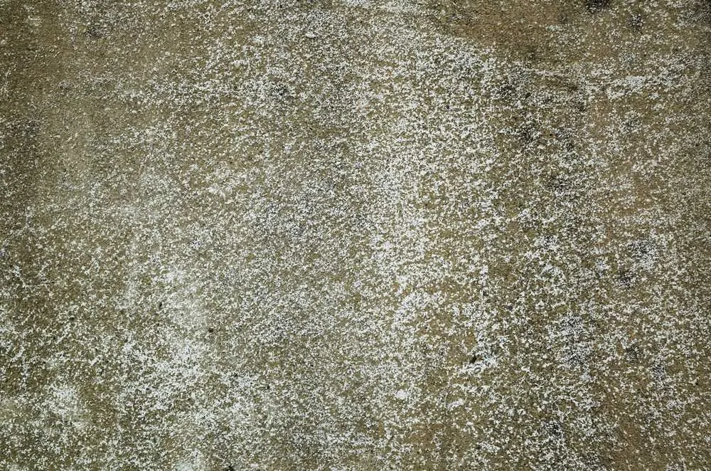 Mildew on wall