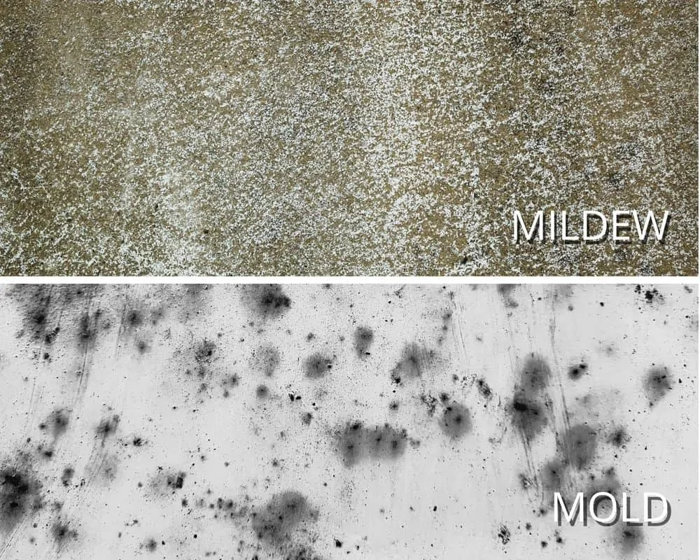 Wildew vs mold