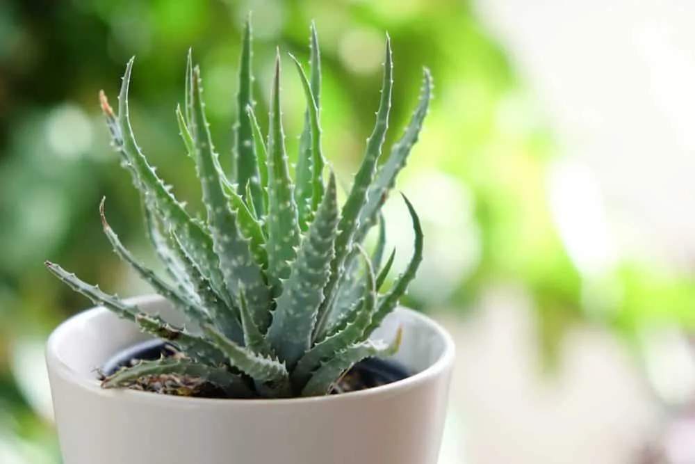 Aloe Vera