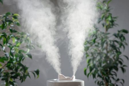 Increasing humidity with humidifier and houseplants