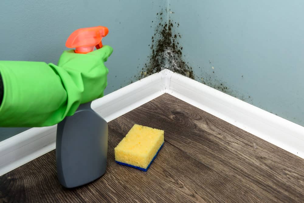 Killing mold on the wall with bleach solution
