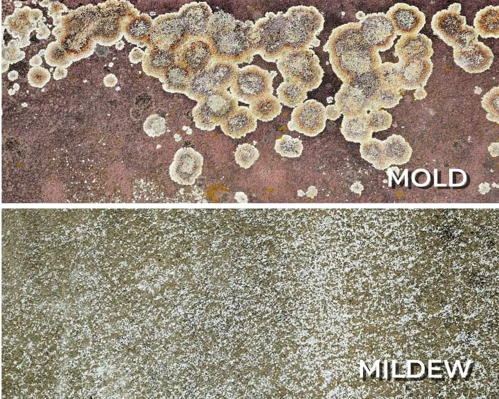 White Mold vs. Mildew