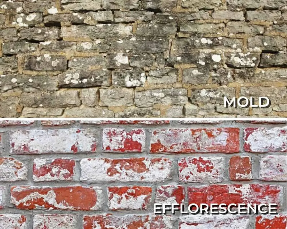 White Mold Vs. Efflorescence