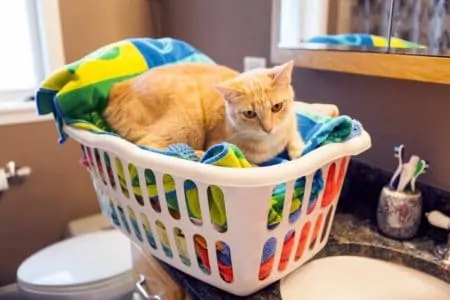 Cat jumping into a laundry basket