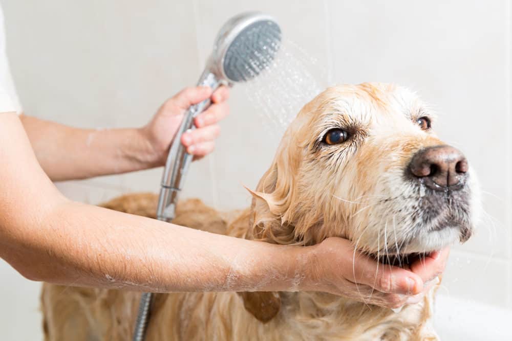 Washing a dirty dog