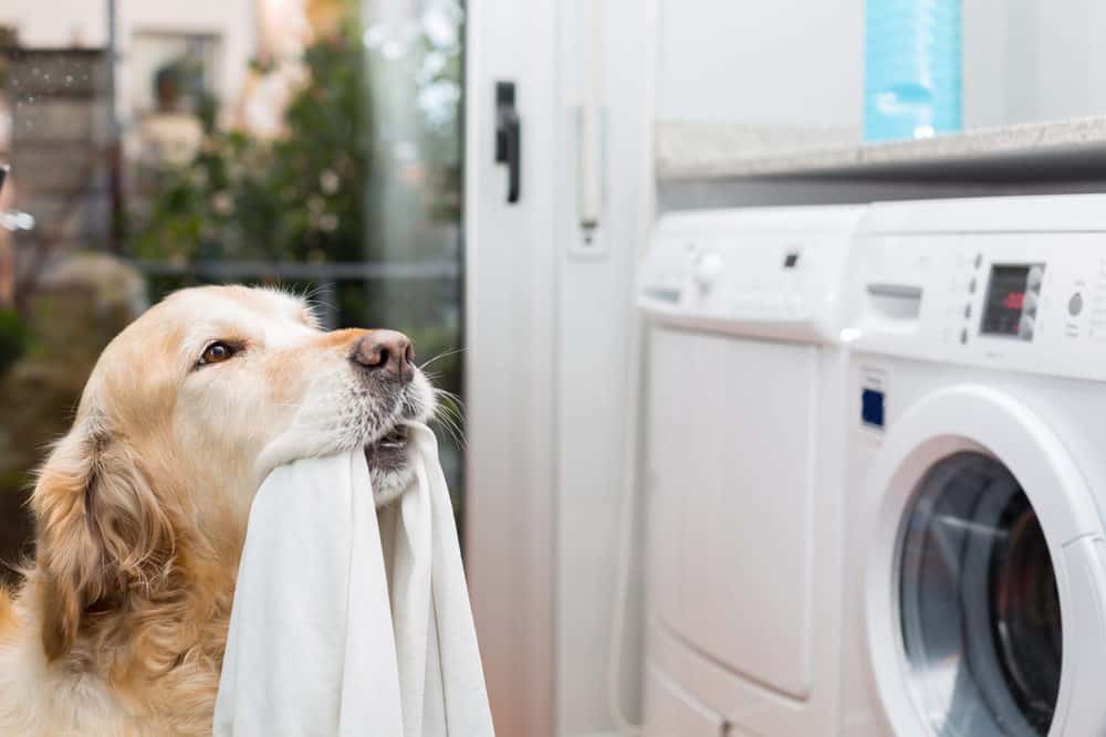 Dog with laundry in mouth