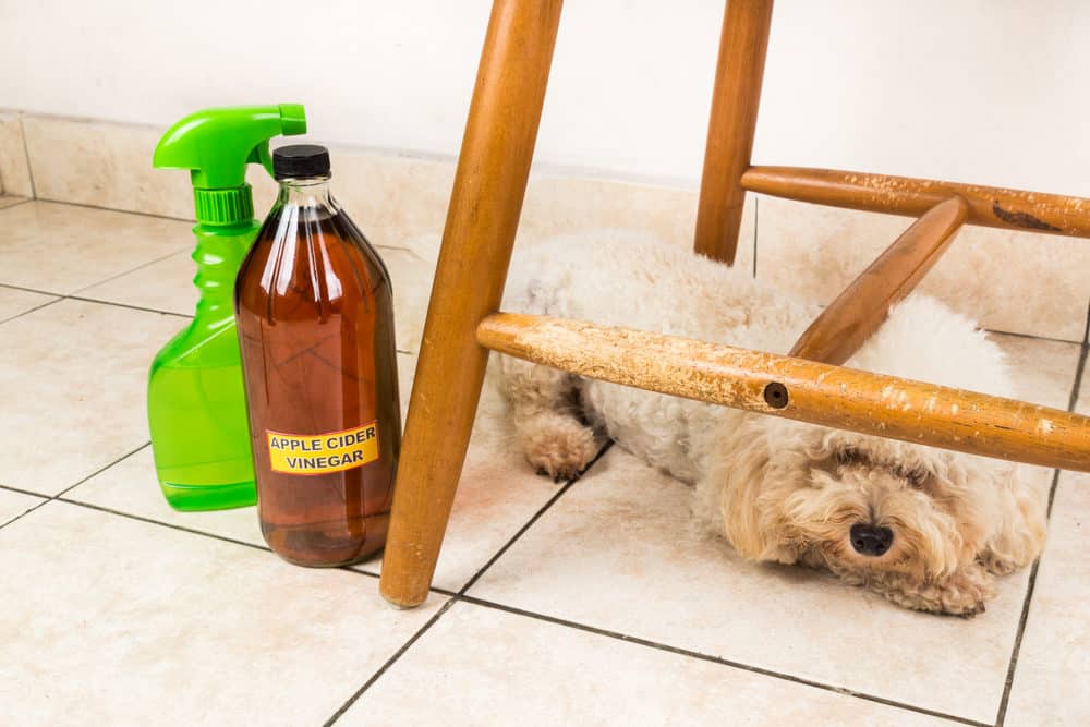 Natural methods for cleaning after dog mess