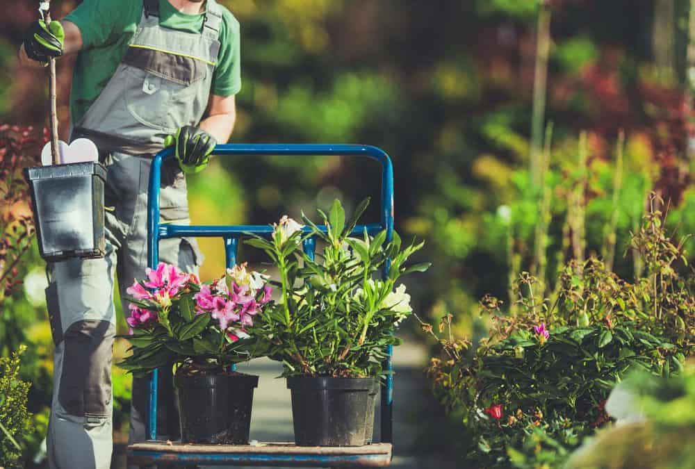Gardener moving potted plants with a garden cart