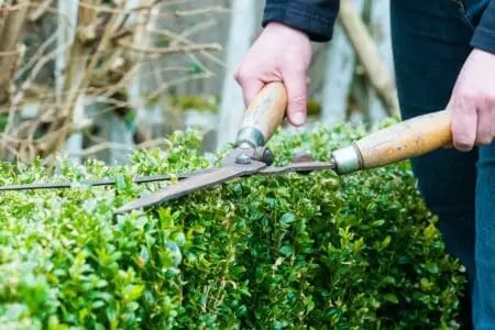 Cutting a hedge with shears