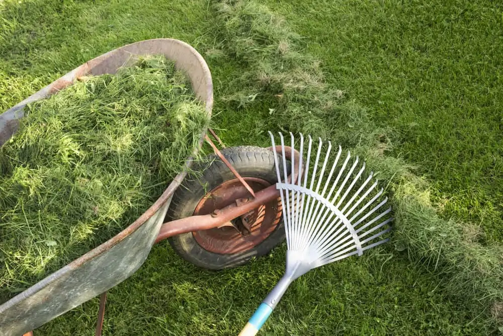 Wheelbarrow full of green grass with a rake on the lawn
