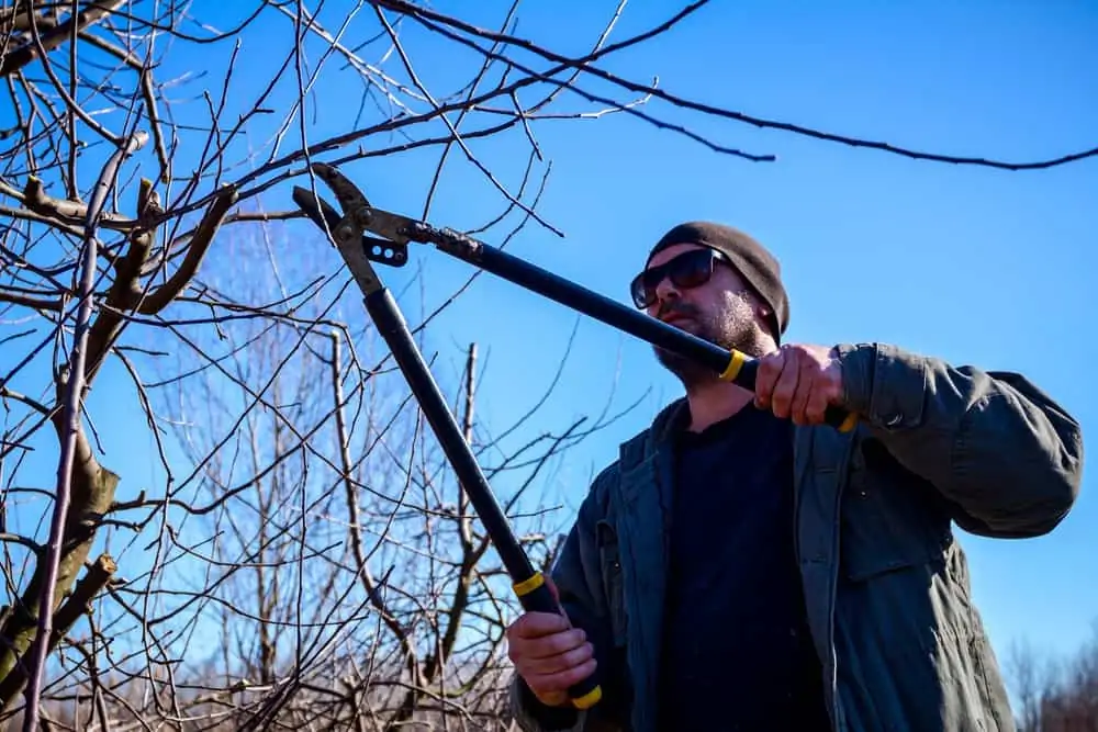 Gardener is cutting branches, pruning fruit trees with a lopper