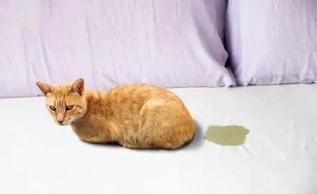 Cute cat peeing on the bed mattress