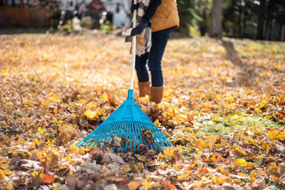 Woman raking autumn leaves in the backyard