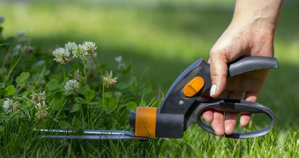 Cutting lawn with grass shears