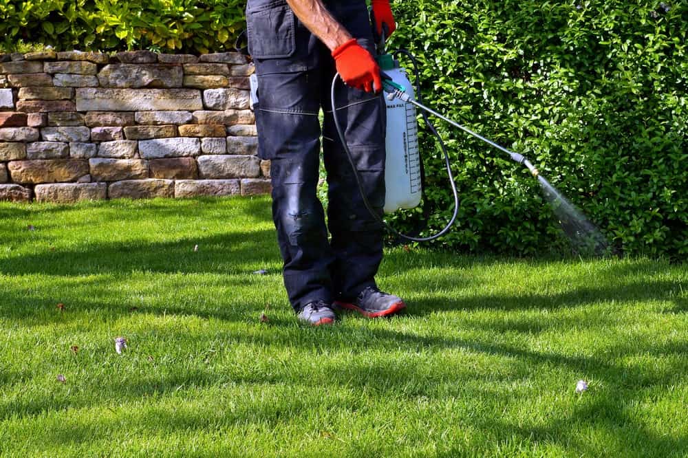 Man spraying weed killer on lawn