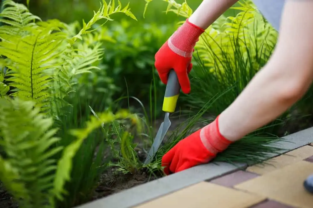 Woman removing weeds from garden