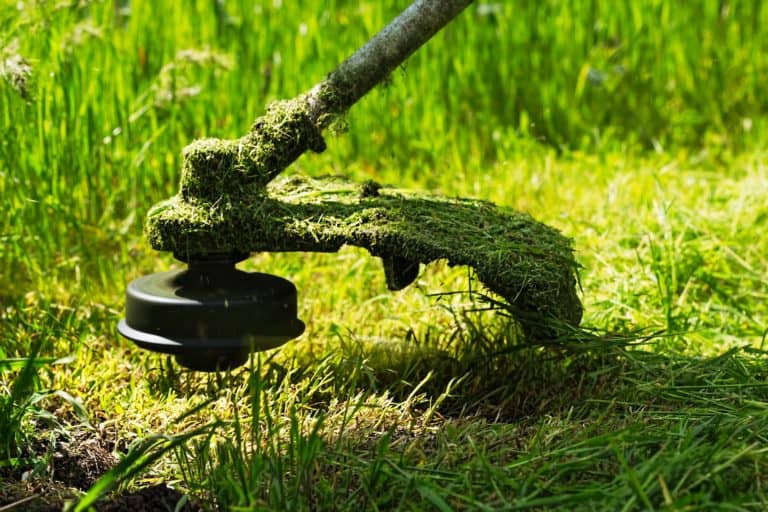 Electric string trimmer mows green grass