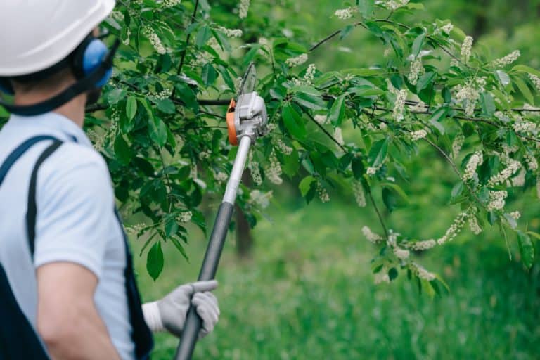Man pruning a branch using manual pole saw