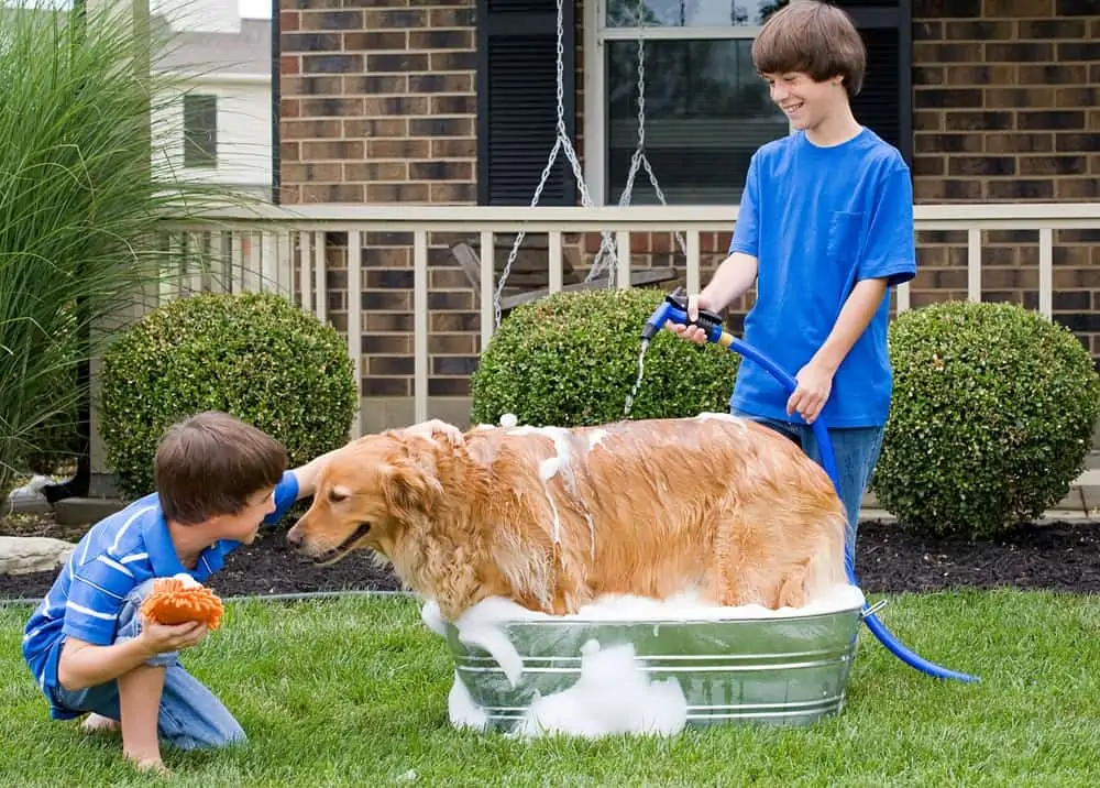Two boys giving dog a bath outdoors