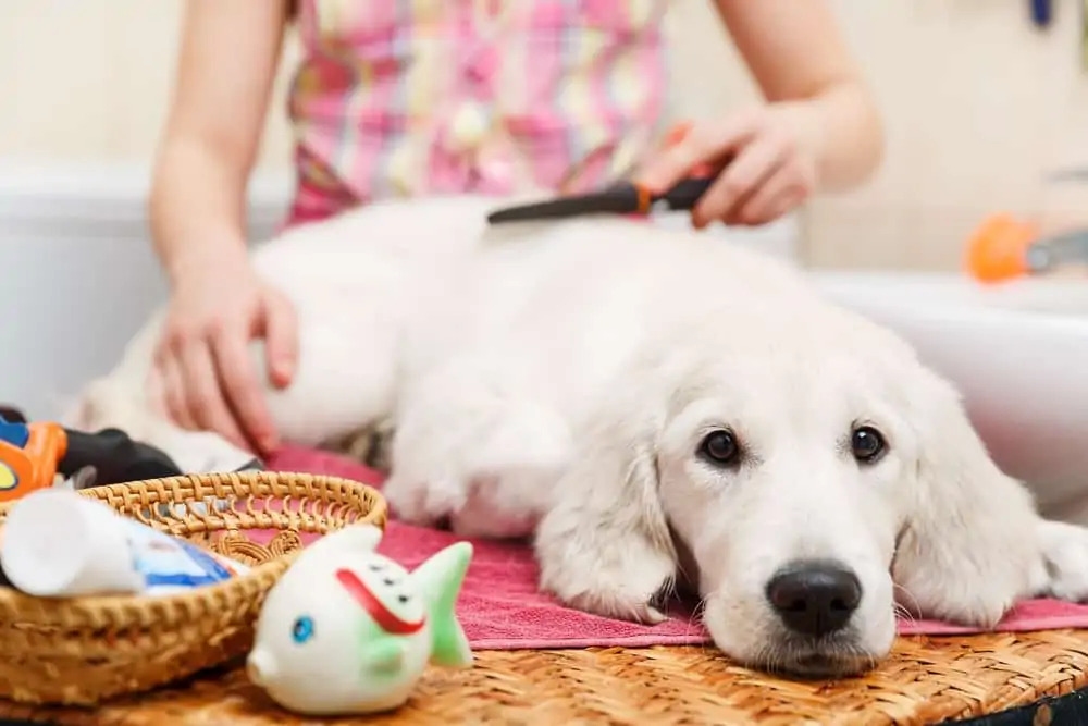 Girl owner combing out the fur of retriever puppy at home