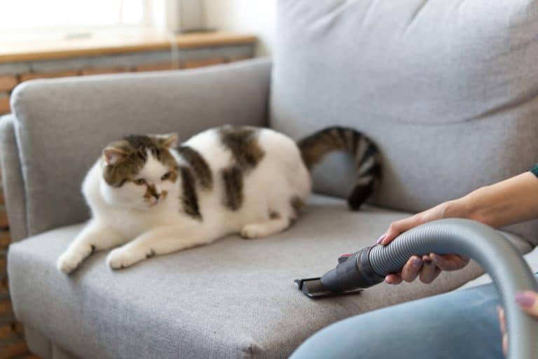 White cat sitting on couch looking at the vacuum cleaner