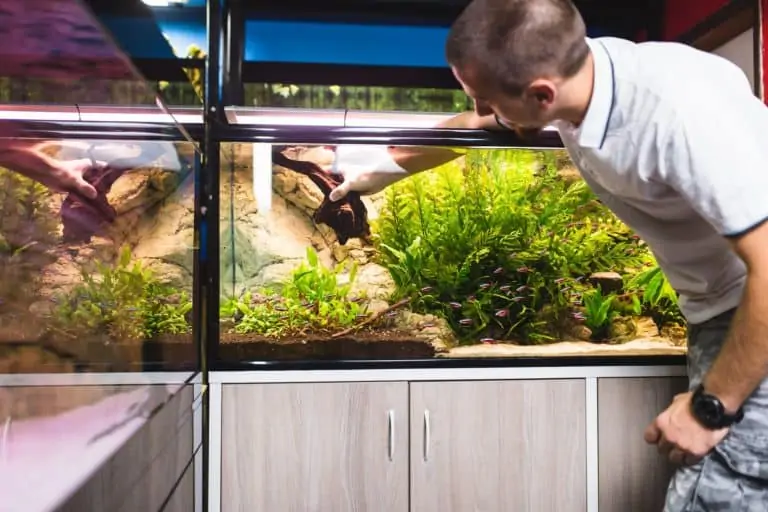 Man cleaning and fixing aquarium