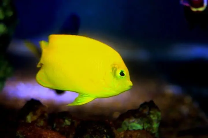 Lemon peel angelfish in the aquarium