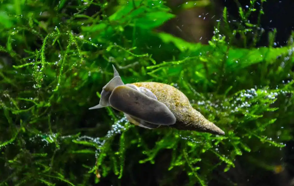 Snail in a glass aquarium