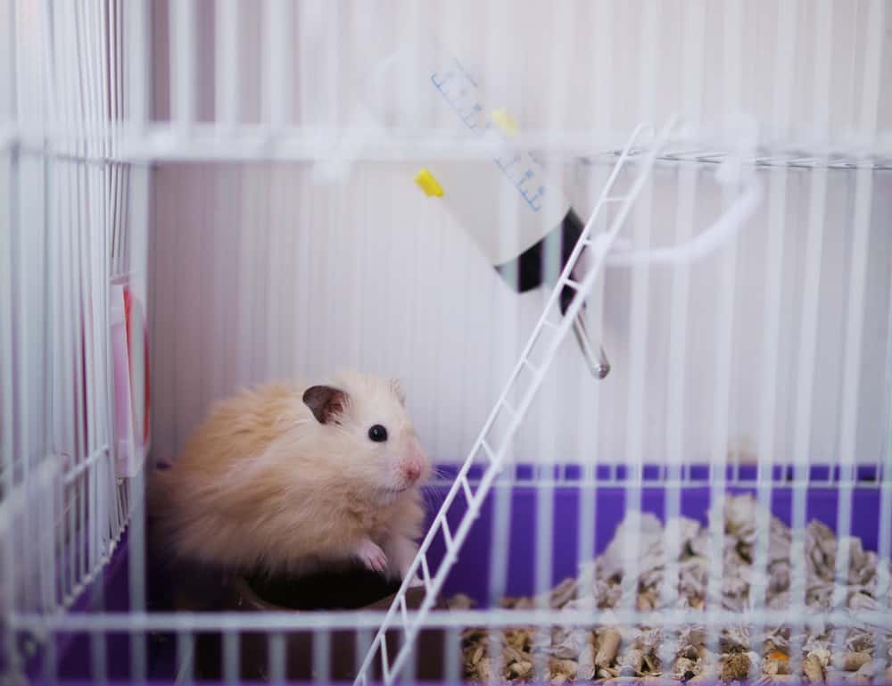 Small light beige hamster resting in cage
