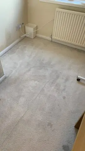 Newly cleaned carpet